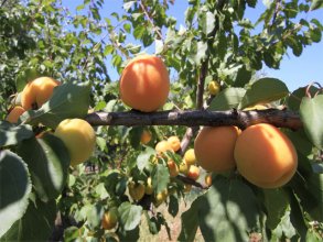 Agriturismo Capo Nieddu